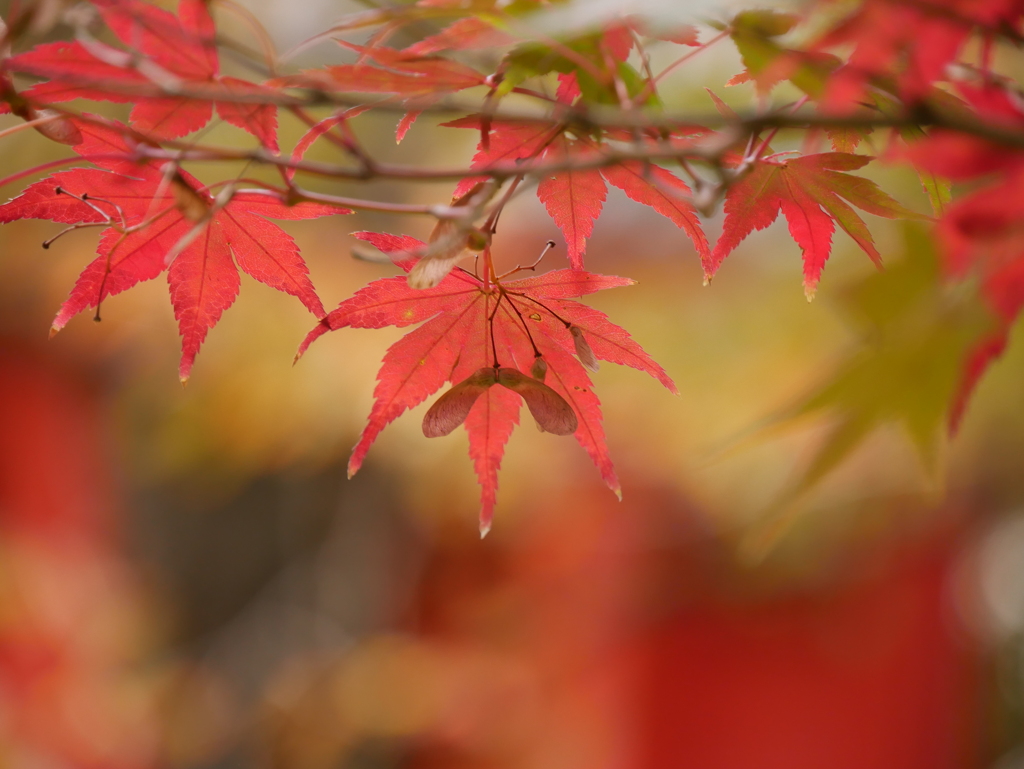 薬師堂のモミジⅡ