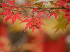 薬師堂のモミジⅡ