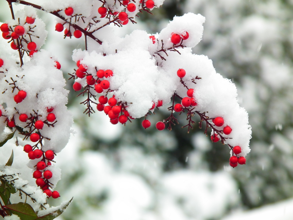 雪南天 By Jaokissa Id 写真共有サイト Photohito