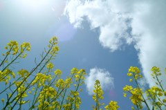 青空の下でⅡ