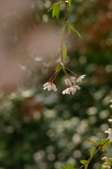 近所の枝垂桜