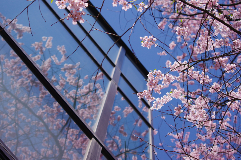 桜ウィンドウⅡ