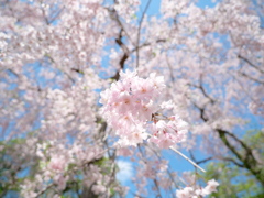 鹽竈神社の紅八重枝垂桜