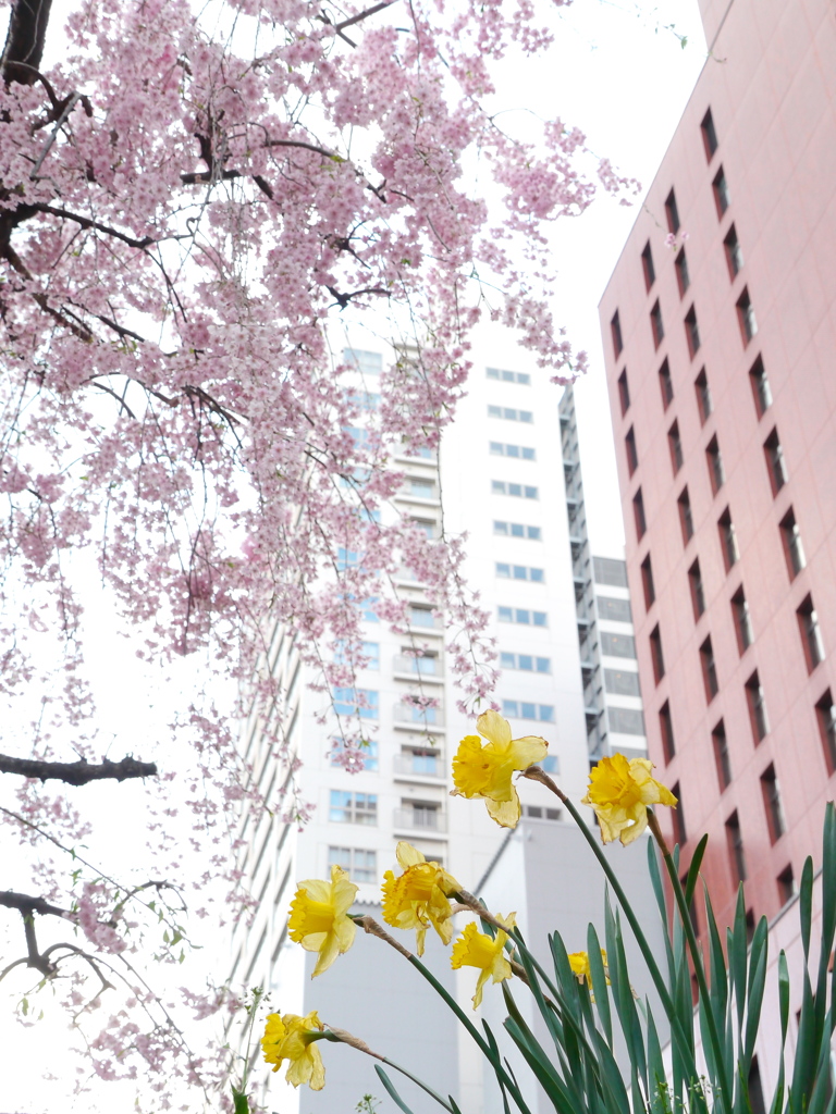 一番町の桜