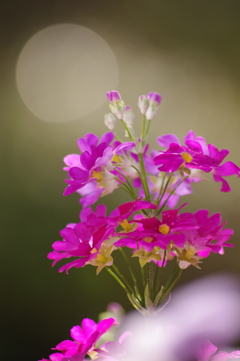 庭の花Ⅱ