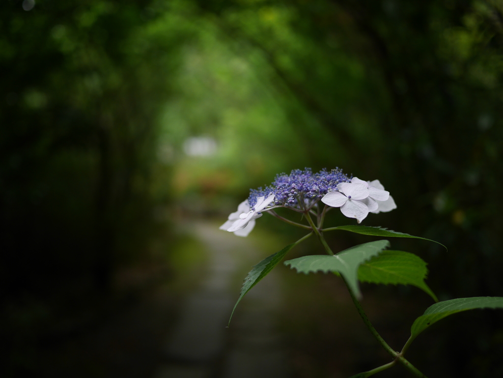 資福寺の紫陽花2024Ⅴ