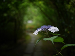 資福寺の紫陽花2024Ⅴ