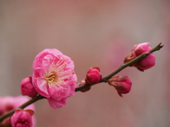 榴岡天満宮の紅梅2026Ⅱ