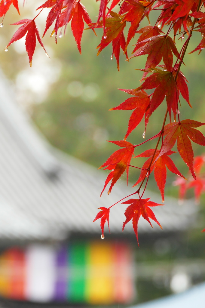 雨の陸奥国分寺Ⅵ