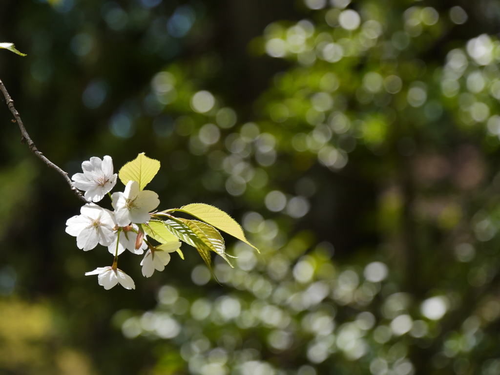 鹽竈神社の枝垂桜Ⅱ