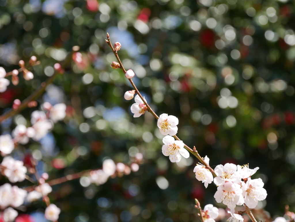 野草園の梅2019Ⅲ