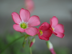 名もなき花