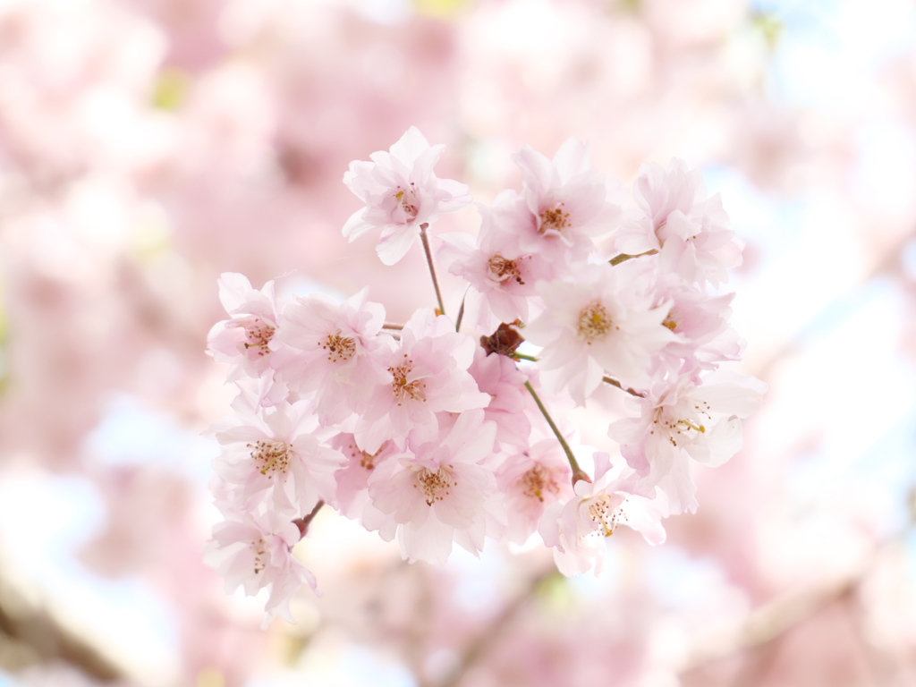 鹽竈神社の枝垂れ桜