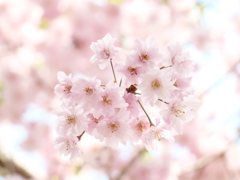 鹽竈神社の枝垂れ桜