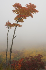 栗駒山荘の紅葉Ⅲ