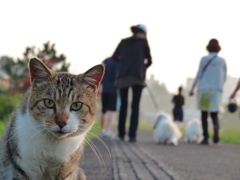 犬になりたい…