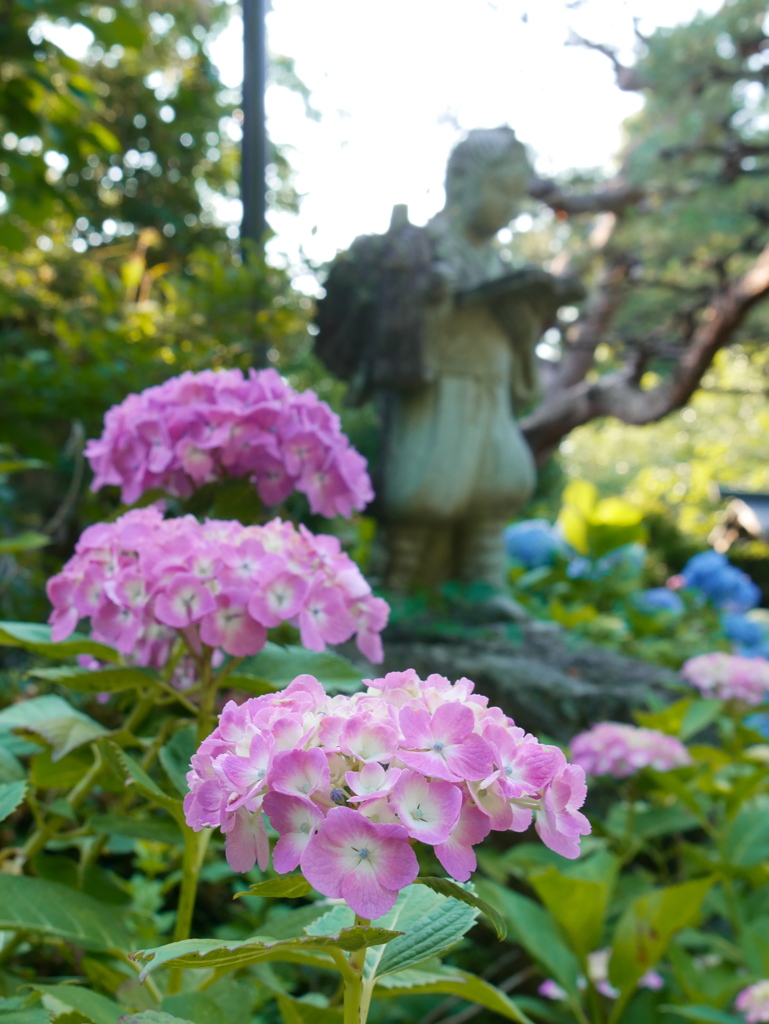 資福寺の紫陽花2022Ⅳ