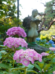 資福寺の紫陽花2022Ⅳ