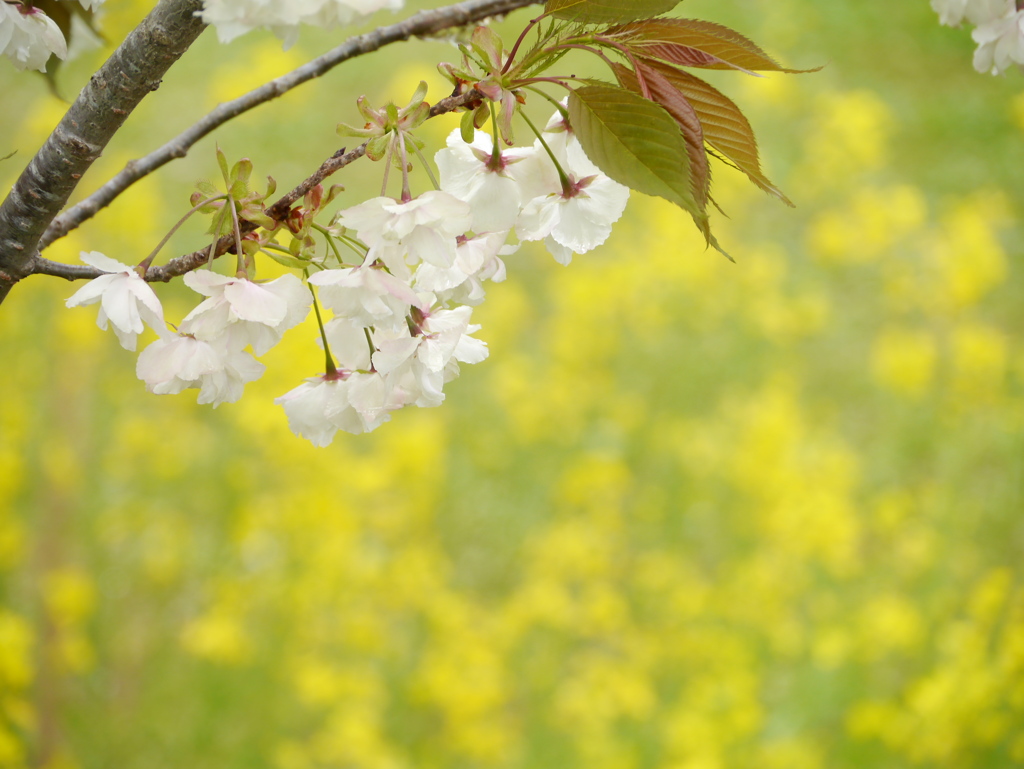 鹽竈神社の鬱金桜