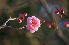 河原の紅梅2019