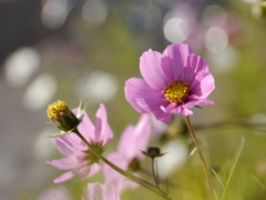 師走の秋桜Ⅱ