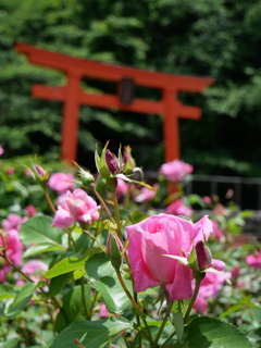 東沢バラ公園のバラ2025Ⅱ