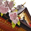 鹽竈神社の鹽竈桜2020Ⅱ