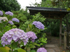資福寺の紫陽花2025Ⅳ