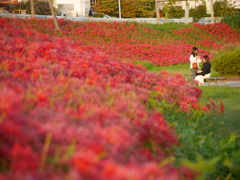 河原の彼岸花Ⅱ