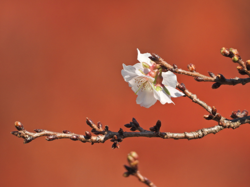 鹽竈神社の四季桜2025Ⅱ