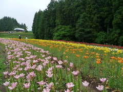 一迫ゆり園のユリ2020Ⅲ