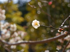 公園の白梅