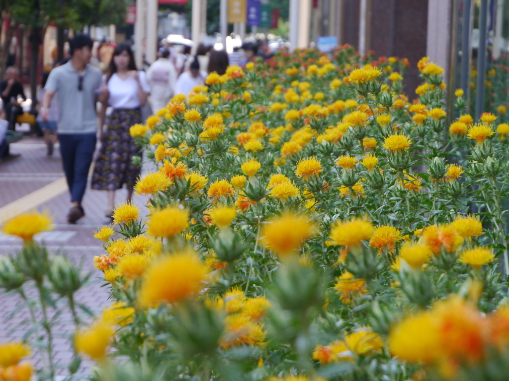 三越前の紅花