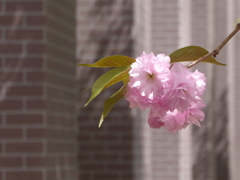 職場の八重桜