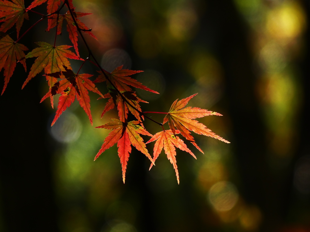 照紅葉