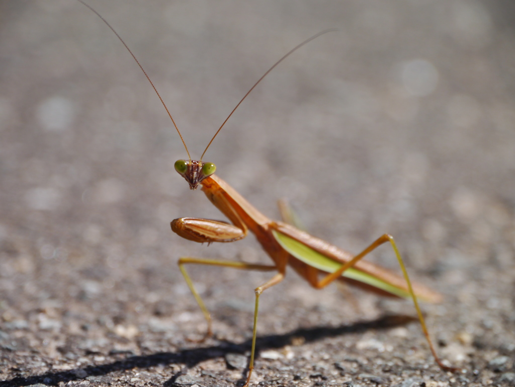 バラ公園のカマキリ