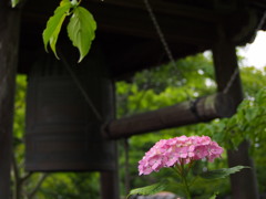 資福寺の紫陽花2015Ⅳ