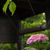 資福寺の紫陽花2015Ⅳ