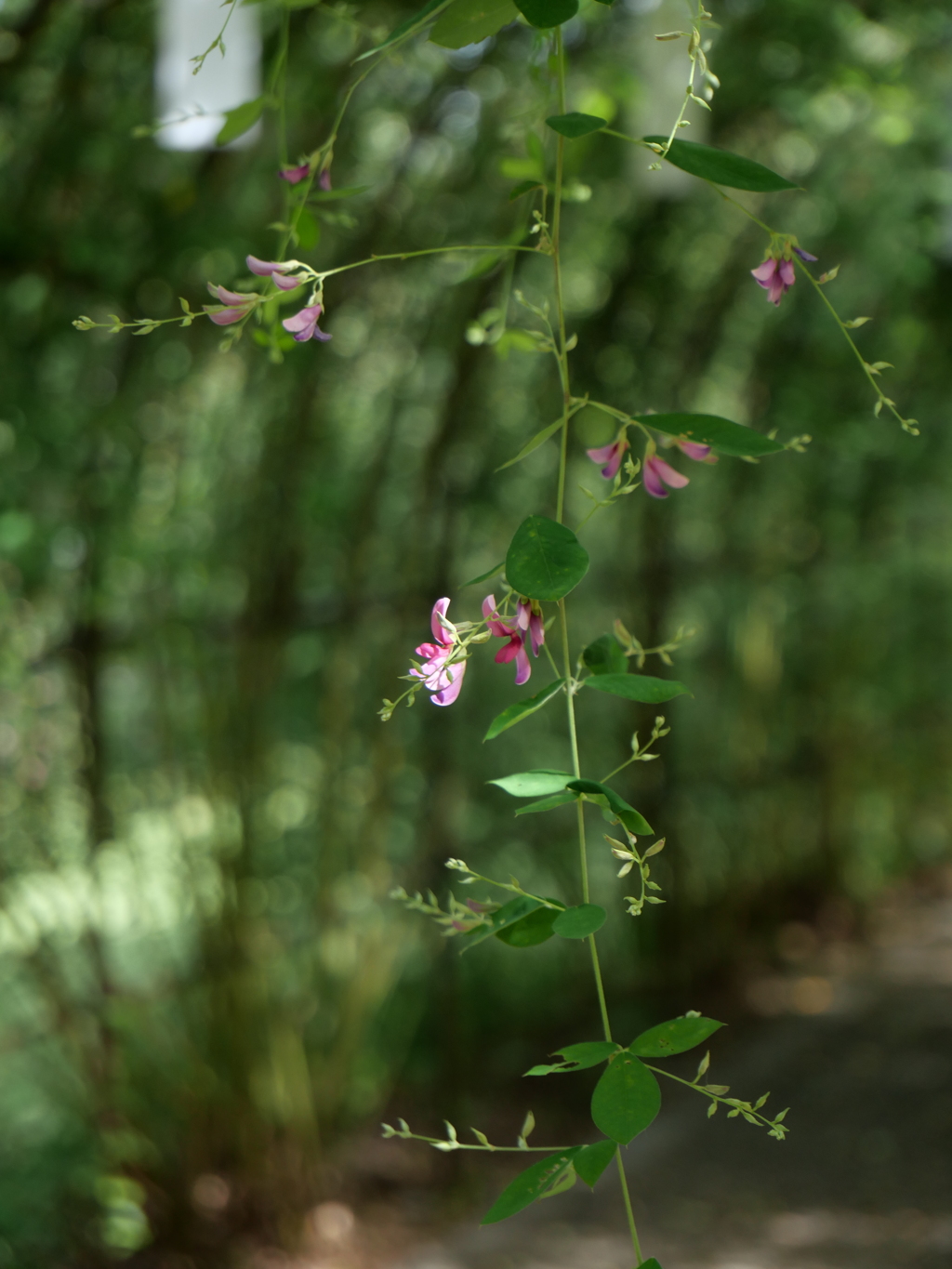野草園の萩Ⅱ
