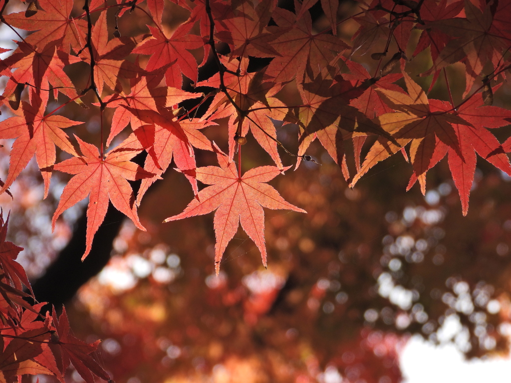 もみじ公園のモミジ2025
