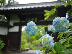 資福寺の紫陽花2019Ⅱ