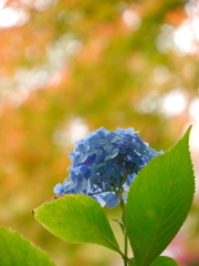 鹽竈神社の紫陽花
