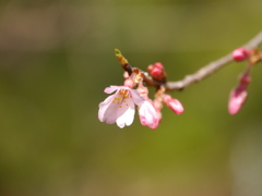 職場の桜Ⅱ