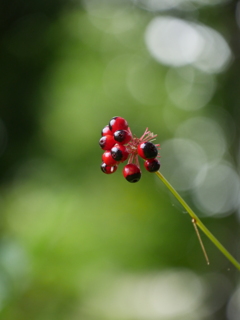 野草園の赤い実