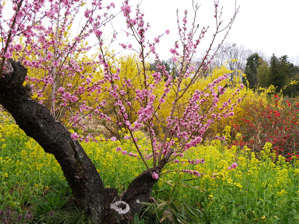 花見山公園2024Ⅶ