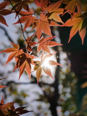 定義山のモミジⅣ