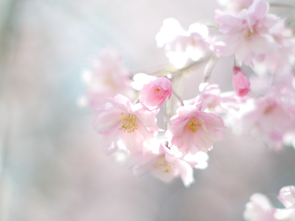 近所の枝垂れ桜Ⅲ