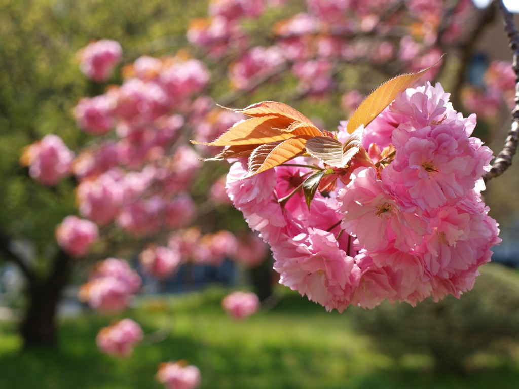 職場の八重桜