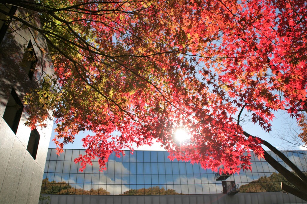 図書館のモミジⅢ