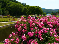 東沢バラ公園のバラ2024Ⅵ